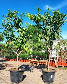 Citrus limon - citron, 35L, obv. 13-14 cm