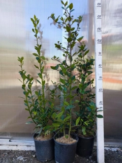Bobkový list, keř, 110-120 cm