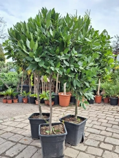 Bobkový list - koruna na kmínku, 150-160 cm