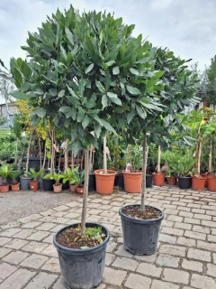 Bobkový list - koruna na kmínku, 180-190 cm