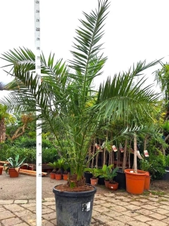 Phoenix canariensis, 45 L