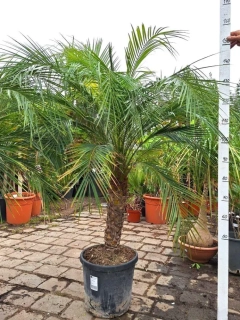 Phoenix roebelenii, 150 cm, 25L