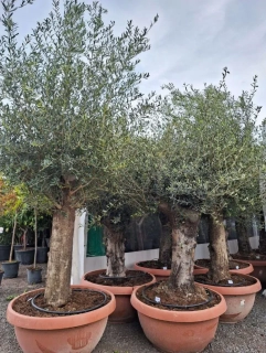 Olivovník, obv. 60/80 cm, výška 220 cm, TERASOVÁ NÁDOBA
