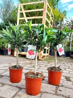 Oleandr, na kmínku, 65-75 cm, tm. růžový