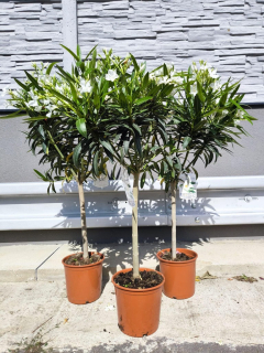 Oleandr, na kmínku, 100-110 cm, bílá