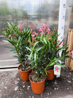 Oleandr, 45-55 cm, tm. růžový