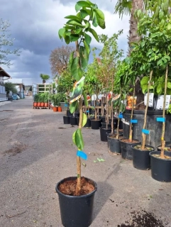 Citrus latifolia - limetka, 120 cm
