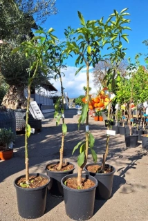 Kumquat, 110-120 cm, obv. 4-6 cm