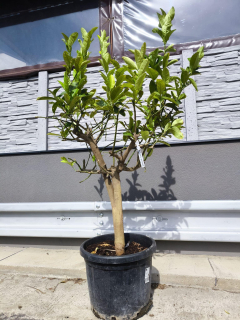 Citrus "Budhova ruka", 45L