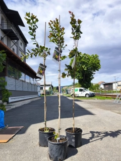 Lagerstroemia indica, 160-180 cm
