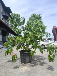 Fíkovník "Napolitana"