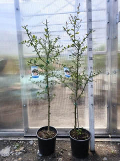 Citrus australasica, "kaviárový citrus"