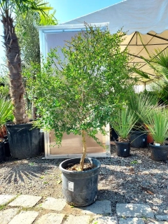 Citrus australasica, "kaviárový citrus", obv. 9-10 cm