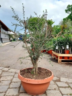 Olivovník evrop., vícekmen, "divoký"