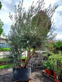 Olivovník evropský, bonsai-uskupení, síť