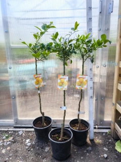 Limequat, 110-120 cm, obv. 4-6 cm