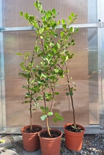 Ceratonia siliqua, 100 cm