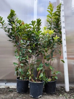 Arbutus unedo, "Jahodový strom"