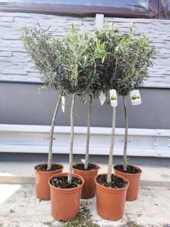 Olivovník evrop., 120-140 cm