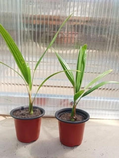 Trachycarpus fortunei, sazenice