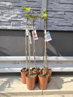 Fíkovník "Brown Turkey" MRAZUVZDORNÝ