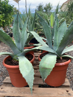 Agave americana