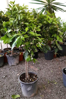 Citrus sinensis - pomeranč, 140/170 cm