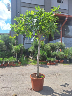 Fíkovník "Calabacita", obv. 10-12 cm