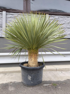 Juka rostrata, kmen 53-57 cm (-20°C)