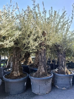 Olivovník evrop., obv. kmene 65-70 cm