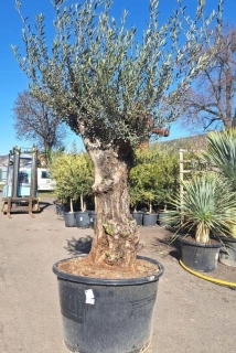 Olivovník evrop., obv. kmene 80 cm