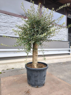 Olivovník evrop., obv. 25-35 cm
