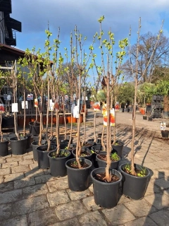 Kaki, odr. "Rojo Brillante", obv. 5-6 cm