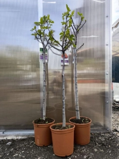 Fíkovník "Brown Turkey" MRAZUVZDORNÝ, obv. 6-7 cm