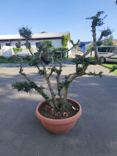 Olivovník evrop., vícekmen, "divoký"