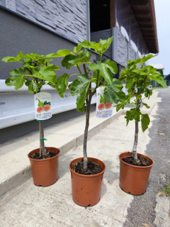 Fíkovník "Brown Turkey", 40-50 cm