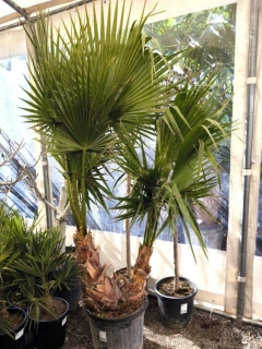 Washingtonia robusta, dvoj-kmen