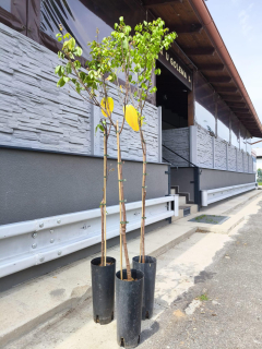 Karambola, "star fruit", 200-210 cm