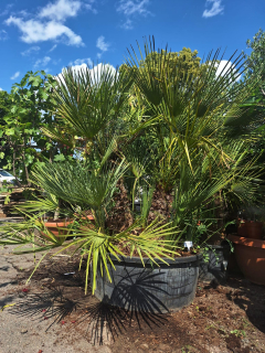 Chamaerops humilis, vícekmeny, terasová nádoba