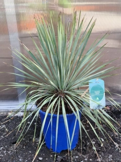 Juka rostrata (-20°C)