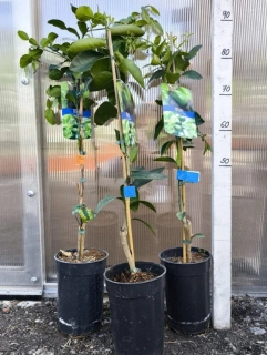 Citrus latifolia - limetka, 80-90 cm