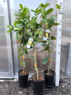 Citrus "Budhova ruka" 100-110 cm 