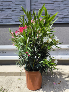 Oleandr, 70-90 cm, 3-BAREVNÝ MIX