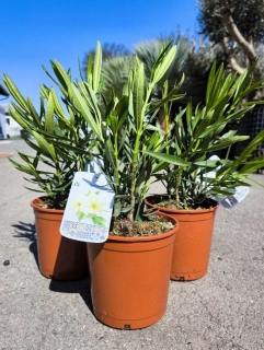 Oleandr, 35-45 cm, meruňkově žlutý