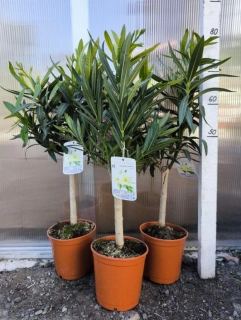 Oleandr, na kmínku, 65-75 cm, krémově žlutý