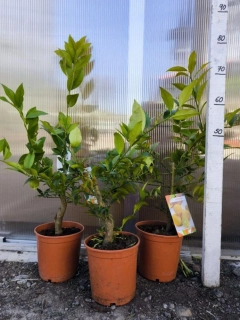Limequat, 60-70 cm