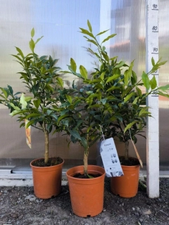 Kumquat, 60-70 cm