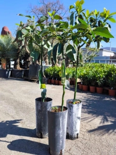 Avokádo, 110-120 cm, odrůda "Bacon"