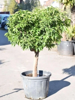 Citrus reticulata - mandarinka, 80L, obv. 24 cm