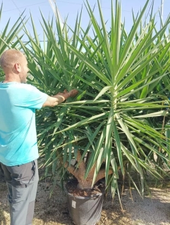 Juka elephantipes Gigantea, exemplář